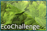 Ecochallenge